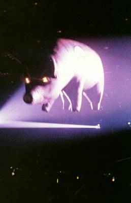 Pig (live 1977)