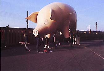 Our Sow ready to Go... (1976)